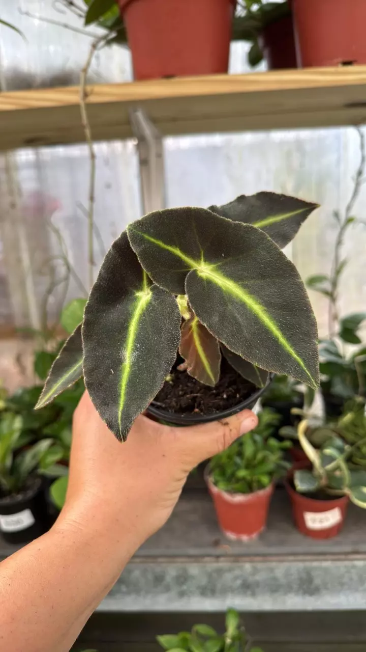 547 begonia Listada thumbnail