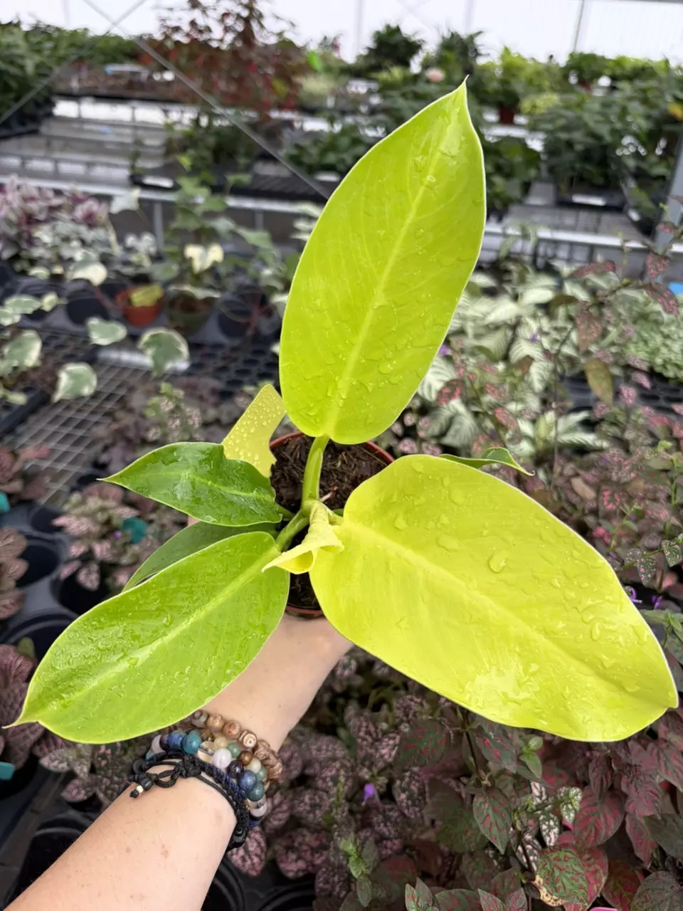 Philodendron Moonlight Specific 4” Pot 9406SMP | F thumbnail