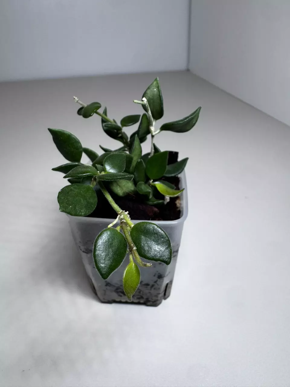 Hoya sp Mini Mamasa 0971 thumbnail