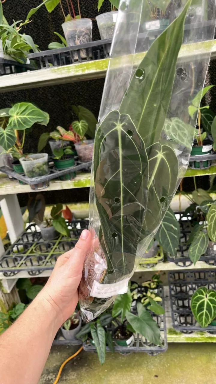 FR162 Anthurium warocqueanum thumbnail