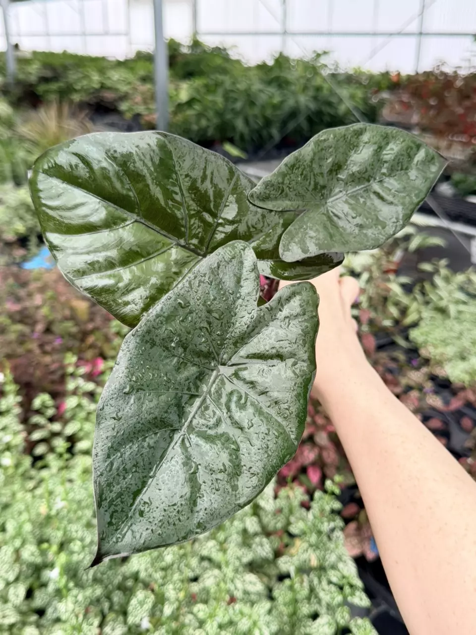 Alocasia Metallica Specific 4” Pot 9073FEP | F thumbnail