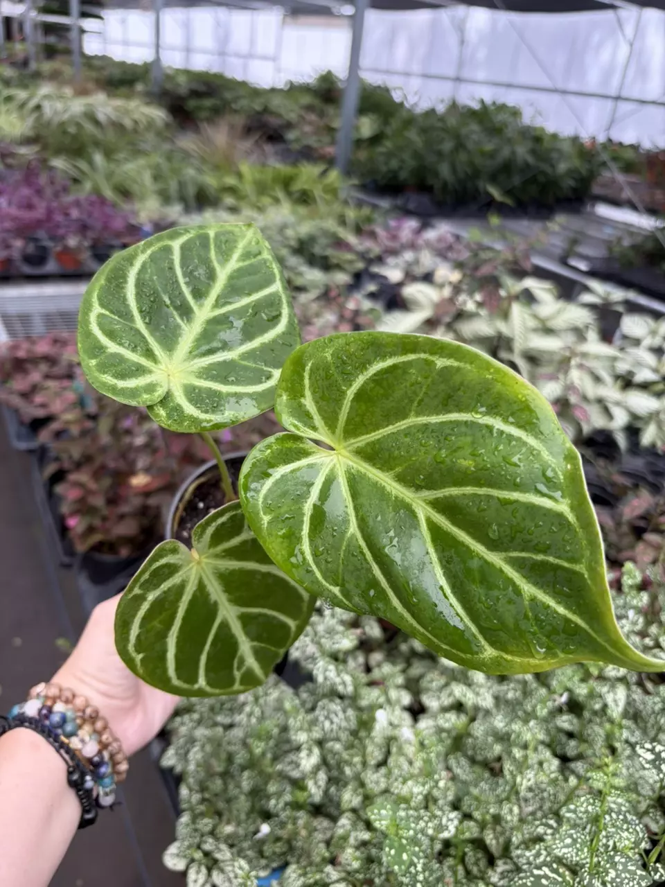 Anthurium Papi x Radicans Specific 4” Pot 9400SMP | F thumbnail