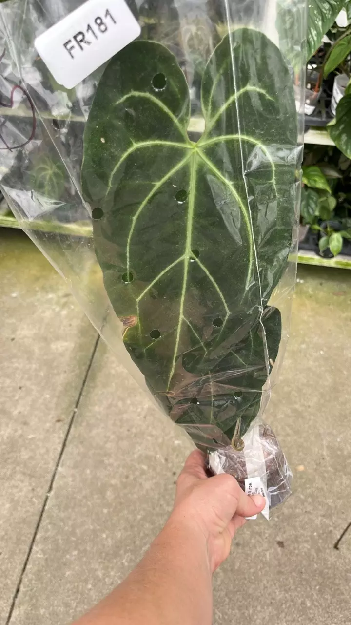 fr181 Anthurium Ecuagener Green Soul (forgetii x besseae aff) thumbnail