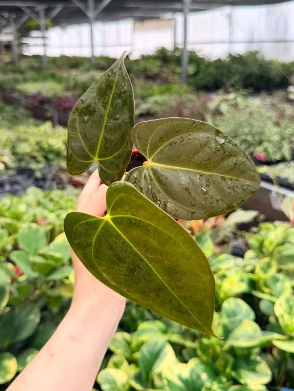 Anthurium BS Specific 4” Pot 9087FEP | F thumbnail
