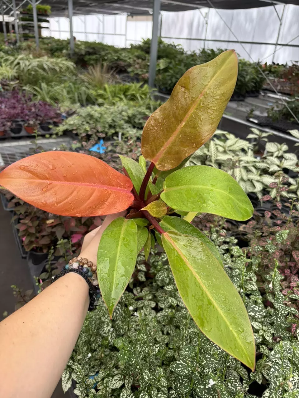 Philodendron Prince of Orange Specific 4” Pot 9405SMP | F thumbnail