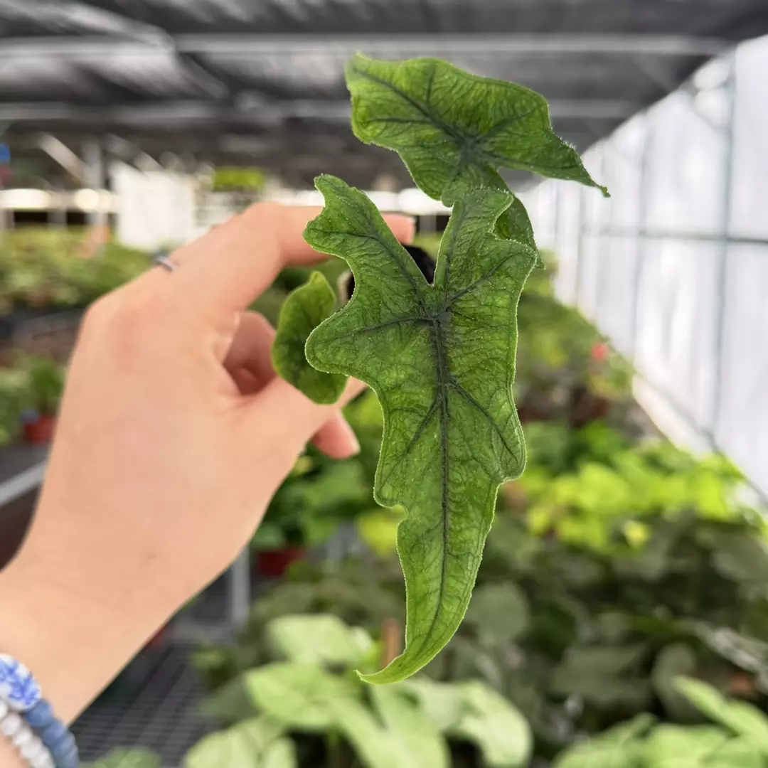 Alocasia Jacklyn Specific Starter Plant 9166ZSP | F | thumbnail