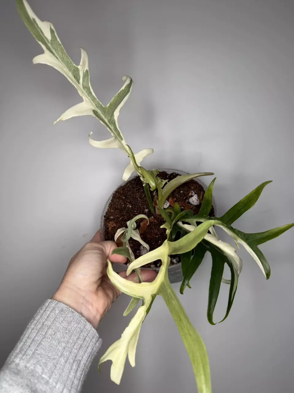 Philodendron Tortum ‘Wide Form’ Albo thumbnail