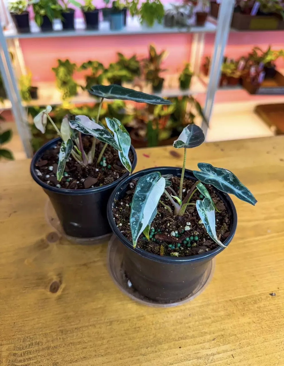 Alocasia Pink Bambino 3" thumbnail