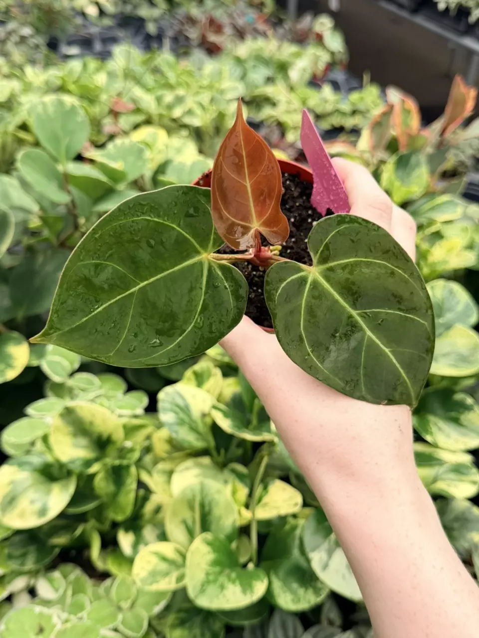 Anthurium Dressleri x BS Specific 4” Pot 9089FEP | F thumbnail
