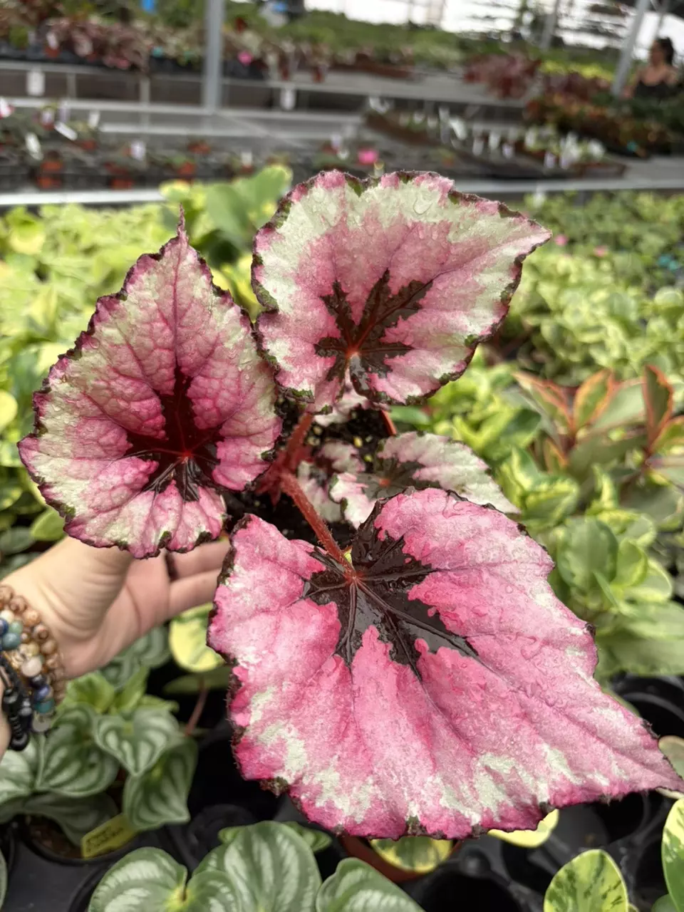 Begonia Kotobuki Specific 4” Pot 9402SMP | F thumbnail