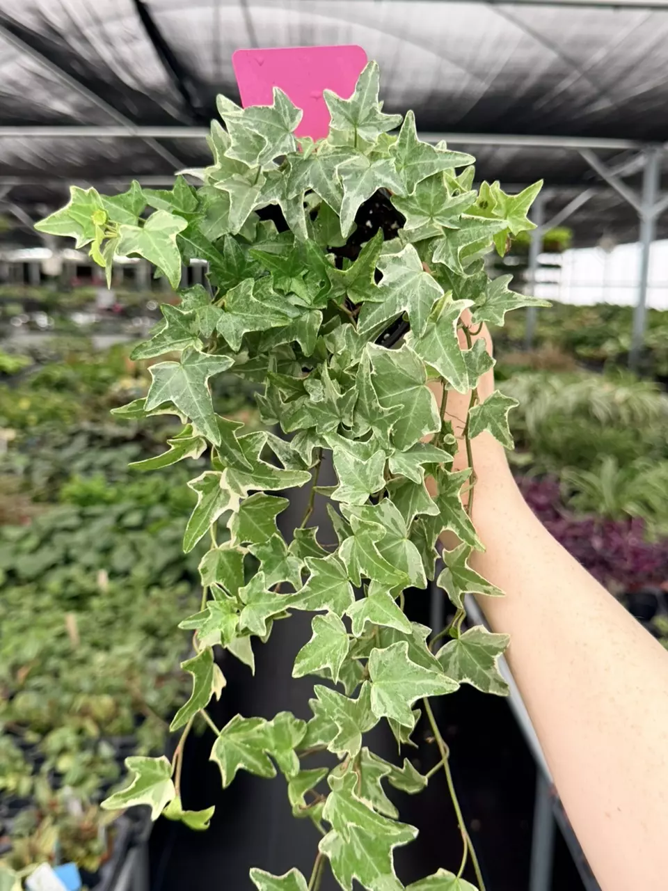 Variegated Ivy Specific 4” Pot 9090FEP | F thumbnail