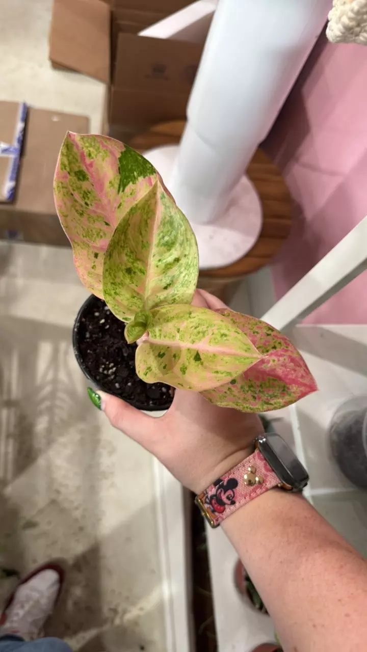 Pink Emerald thumbnail