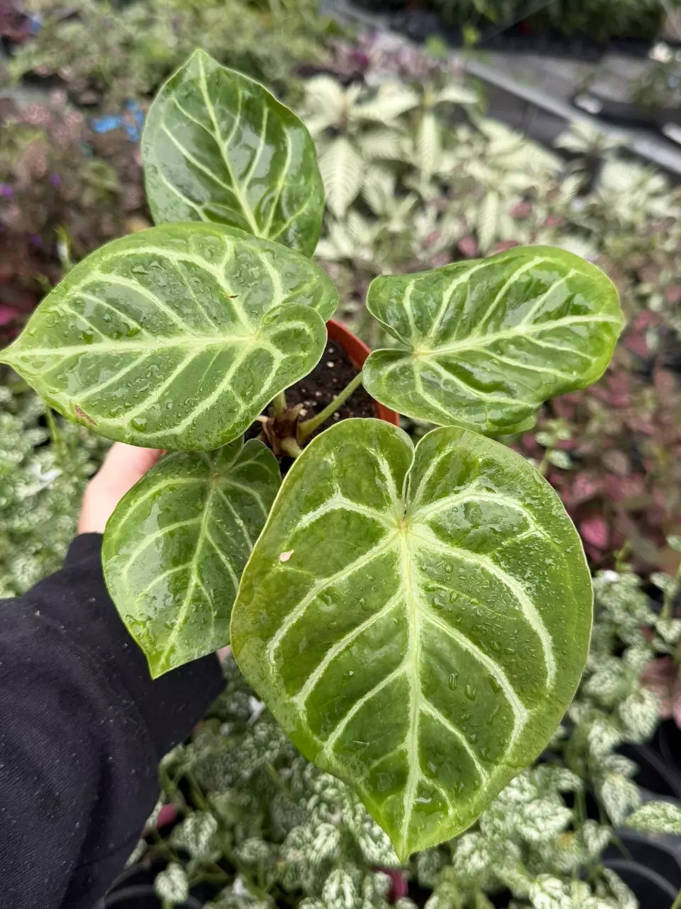 Anthurium AOS x Domino Specific 4” Pot 9416SMP | F thumbnail