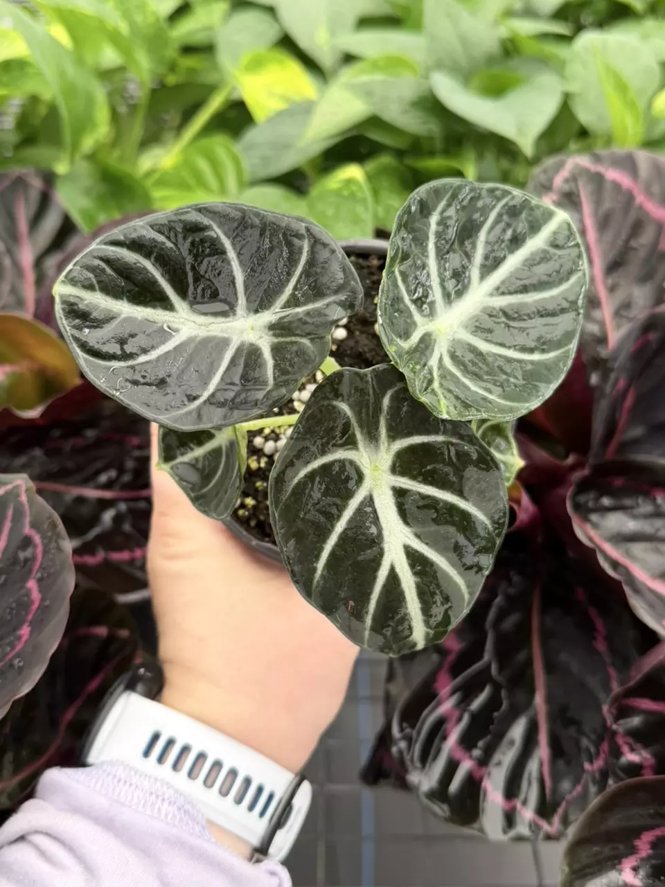 Alocasia Ninja 4” Pot Specific 9258LSP | FF thumbnail