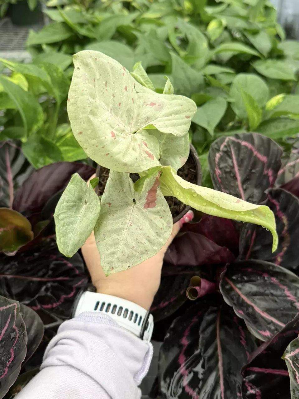 Syngonium Milk Confetti 4” Pot Specific 9263LSP | FF thumbnail