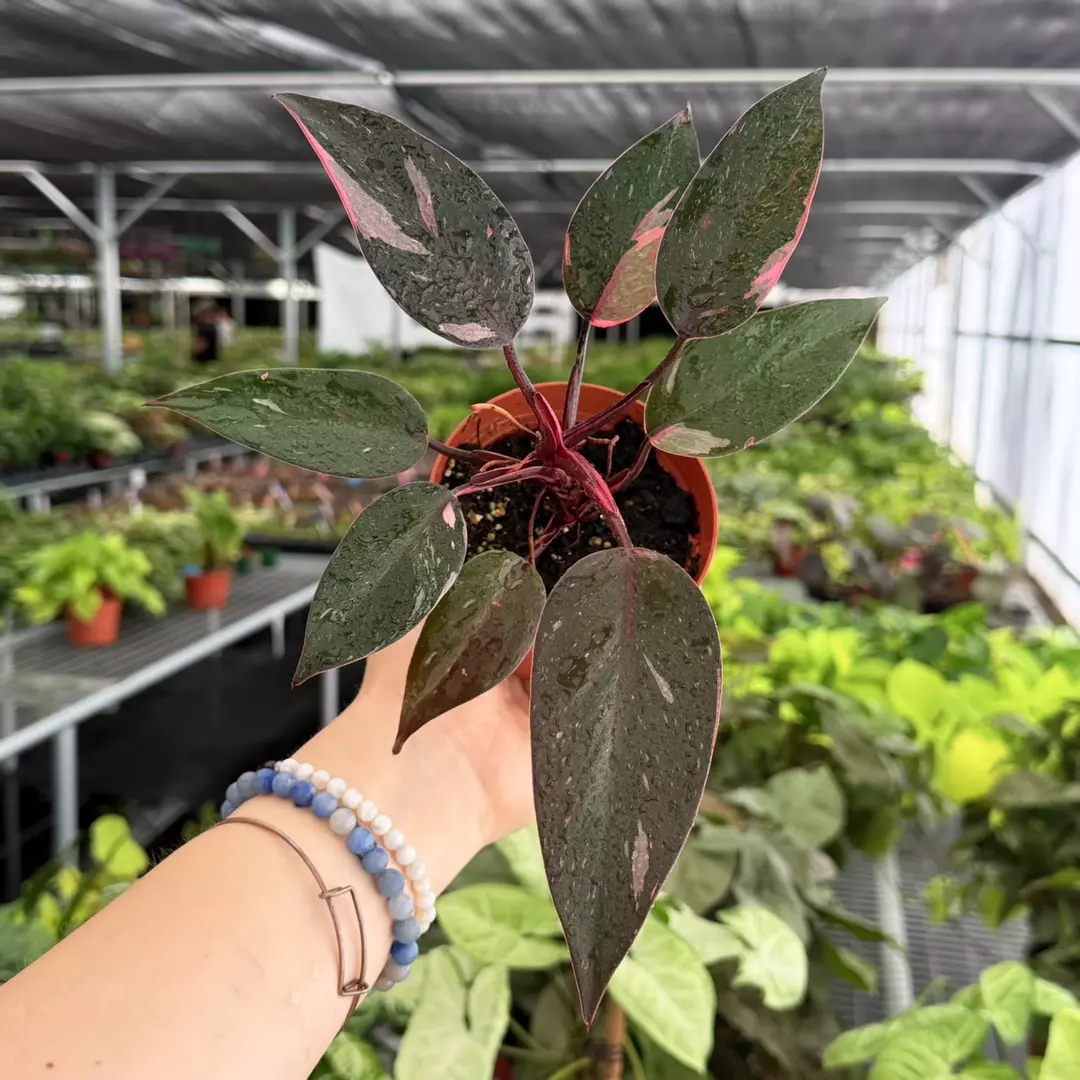 Philodendron Black Cherry Specific 4” Pot 9174ZSP | F | thumbnail