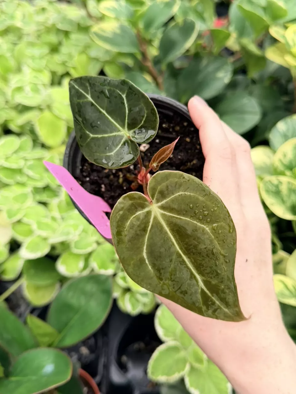 Anthurium Dark Mulan Specific 4” Pot 9091FEP | F thumbnail