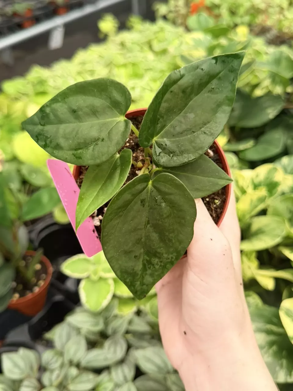 Anthurium Legend x Regale Specific 4” Pot 9096FEP | F thumbnail