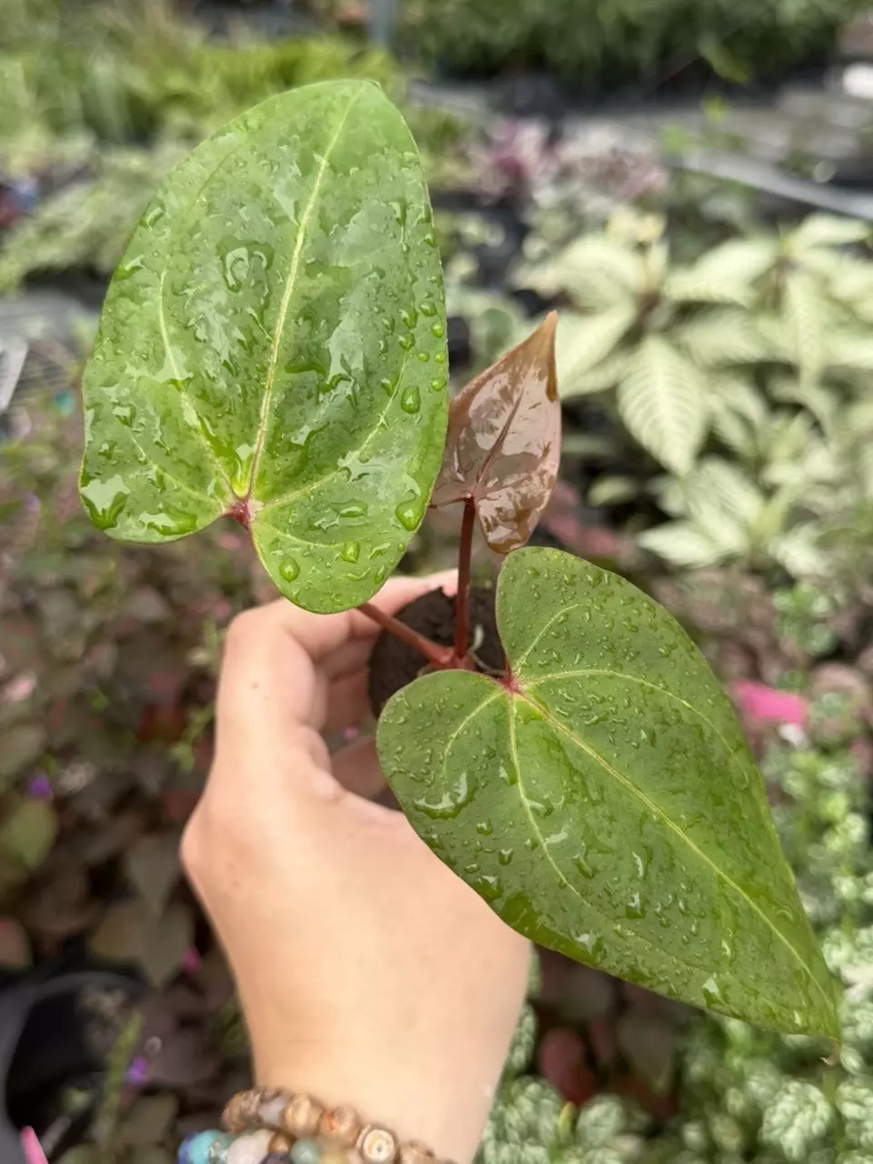 Anthurium Legend x Blue Papi Specific Starter 9410SMP | F thumbnail