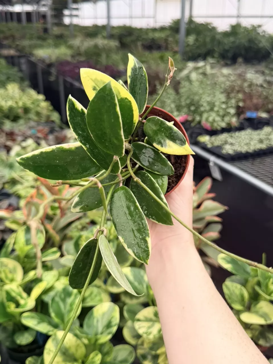Hoya Acuta Variegated Specific 4” Pot 9097FEP | F thumbnail