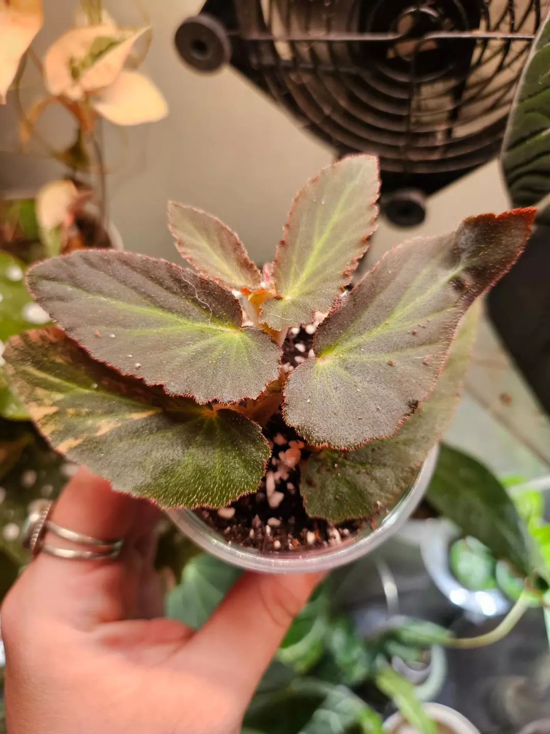 Begonia Withlacoochie Verigated revert thumbnail