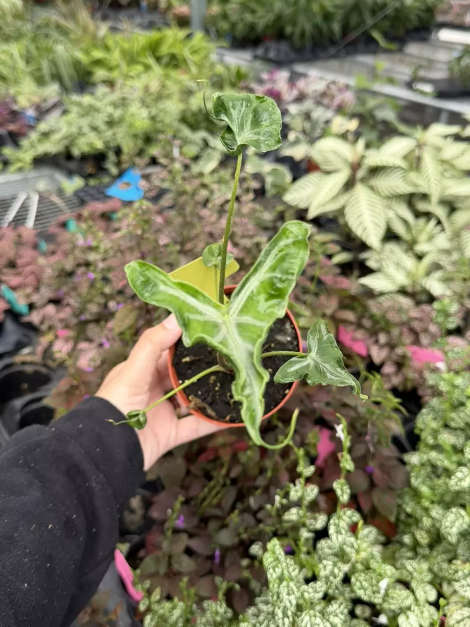 Alocasia Telletubies Specific 4” Pot 9419SMP | F thumbnail