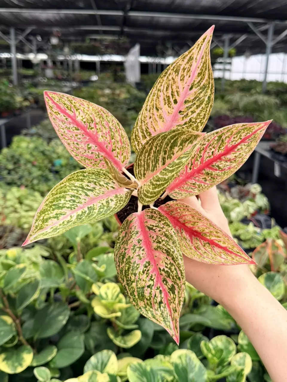 Algaonema Red Legacy Specific 4” Pot 9092FEP | F thumbnail