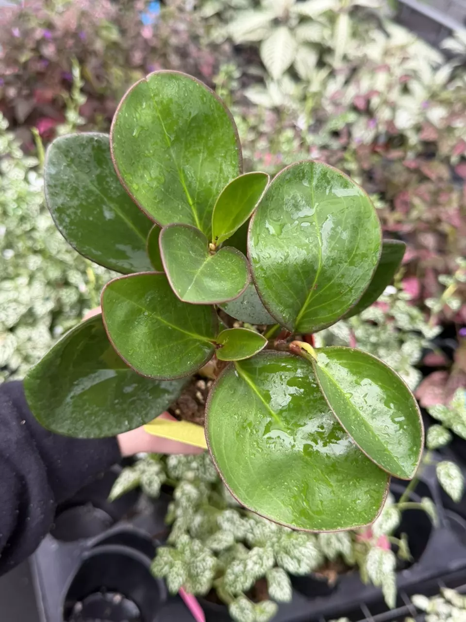 Peperomia Red Edge Specific 4” Pot 9417SMP | F thumbnail