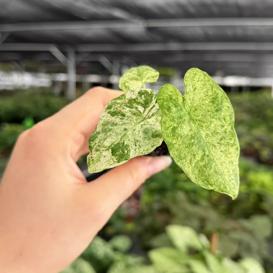 Alocasia Odora Snow Batik Variegated Specific Starter Plant 9177ZSP thumbnail