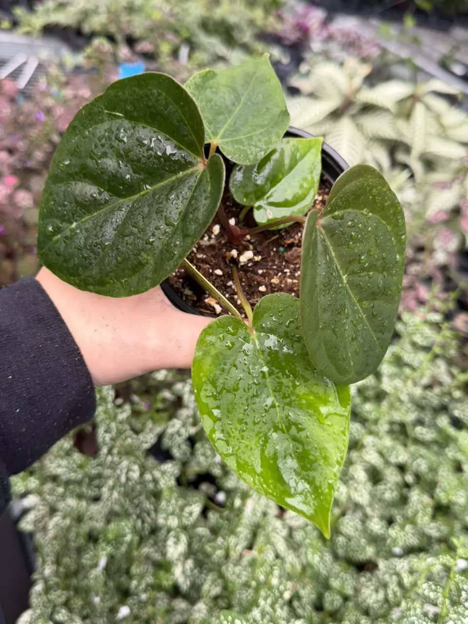 Anthurium Hoffmanii x Carla Specific 4” Pot 9415SMP | F thumbnail