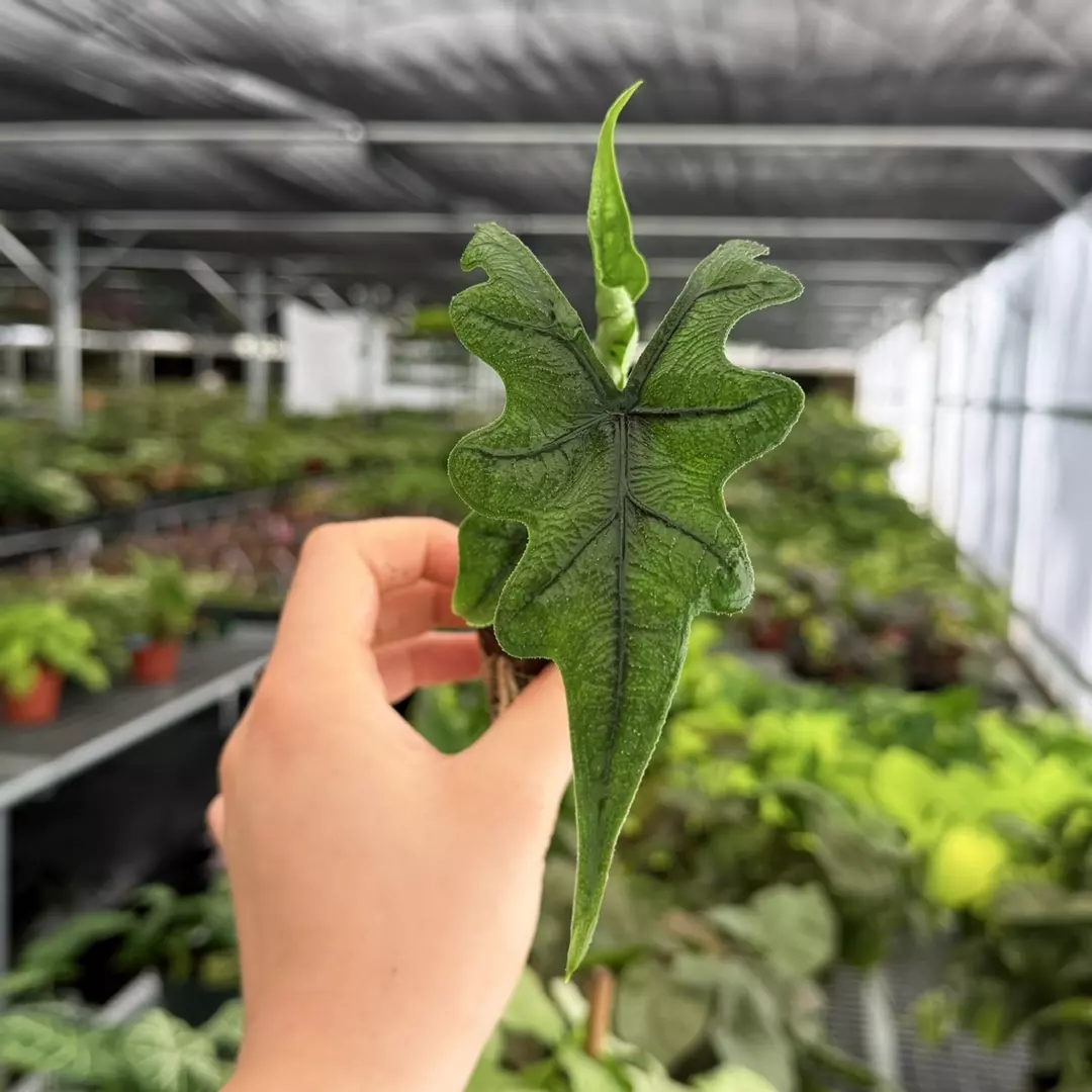 Alocasia Jacklyn Specific Starter Plant 9180ZSP | F | thumbnail