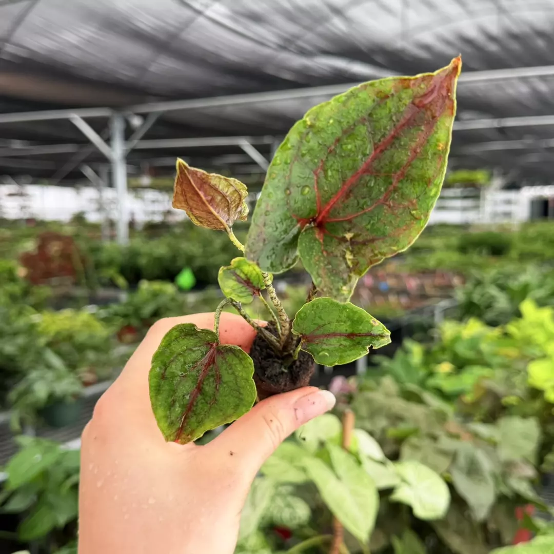 Crytosperma Johnstonii Specific Starter Plant 9184ZSP | F | thumbnail