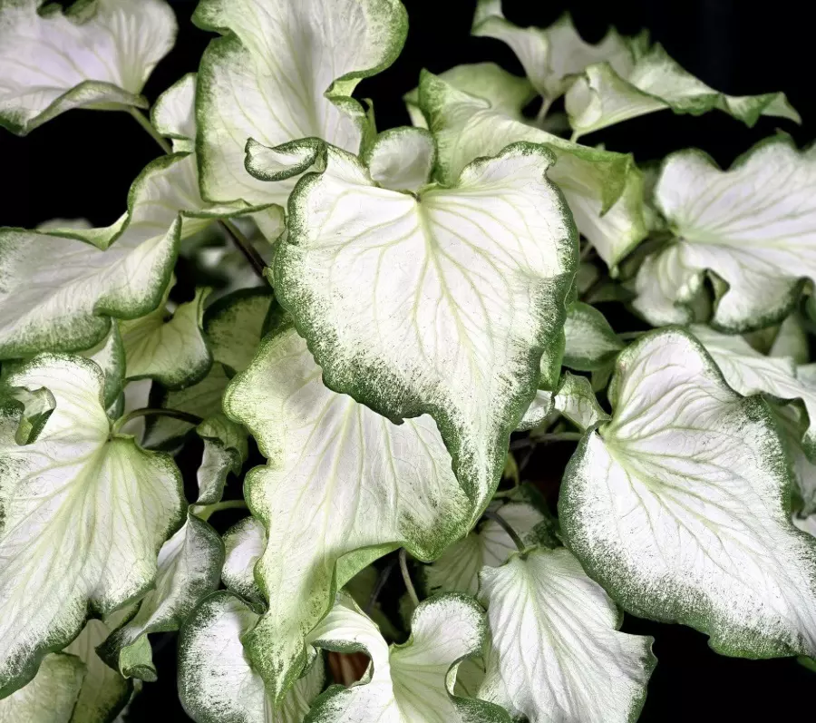 Caladium White Butterfly starter plant Growers Choice thumbnail