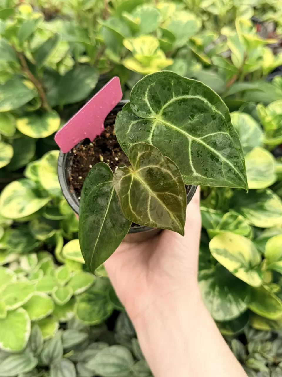 Anthurium Carla x Clari DF Specific 4” Pot 9094FEP | F thumbnail