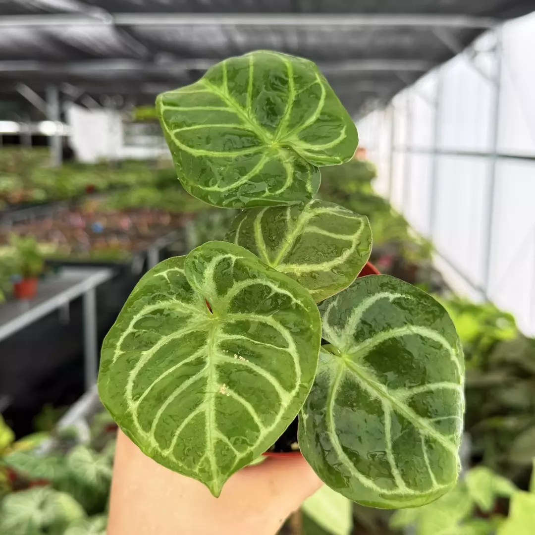 Anthurium Hoffmani x Hulk Specific 4” Pot 9188ZSP | F | thumbnail