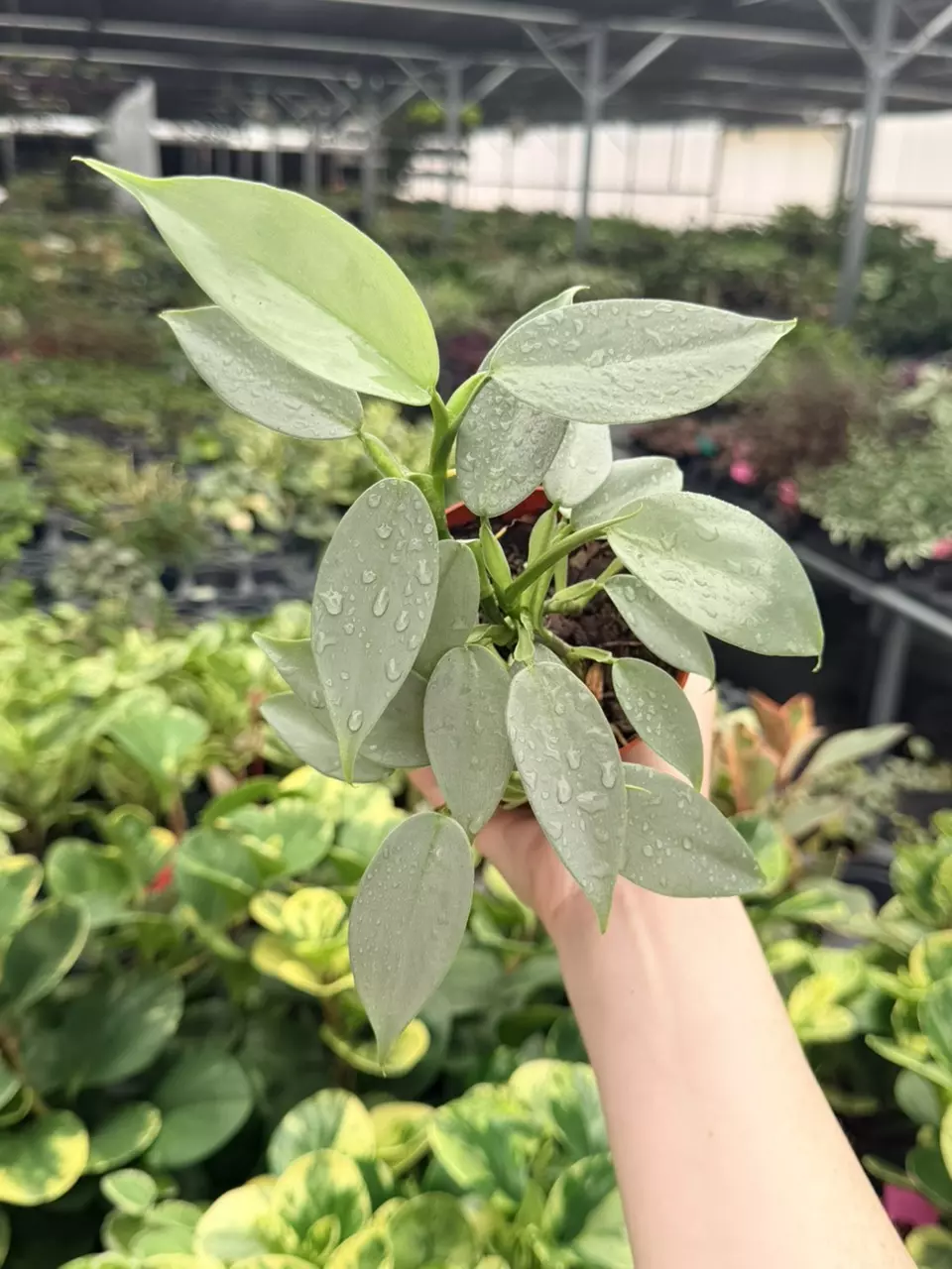 Philodendron Silver Sword Specific 4” Pot 9500FEP | F thumbnail