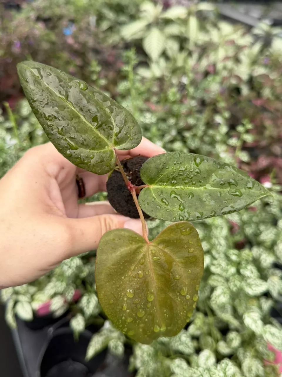 Anthurium FS x Blue Papi Specific Starter 9408SMP | F thumbnail