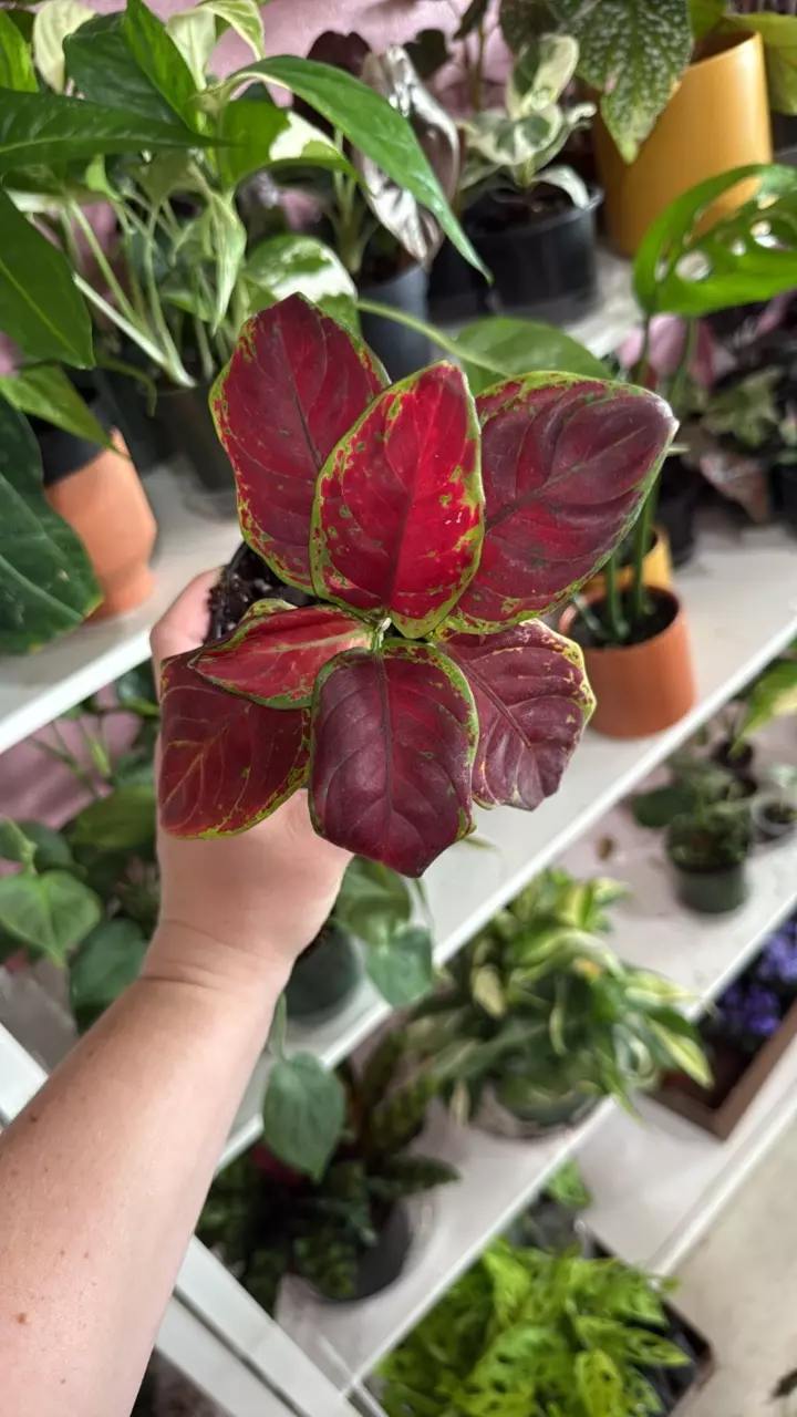 Black Maroon thumbnail