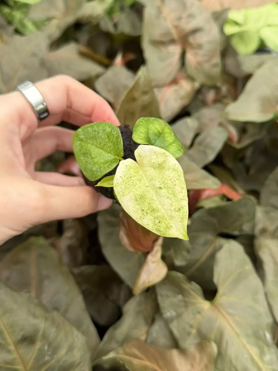 Anthurium Variegated Dark Phoenix Specific Starter 9321EMP | FF thumbnail