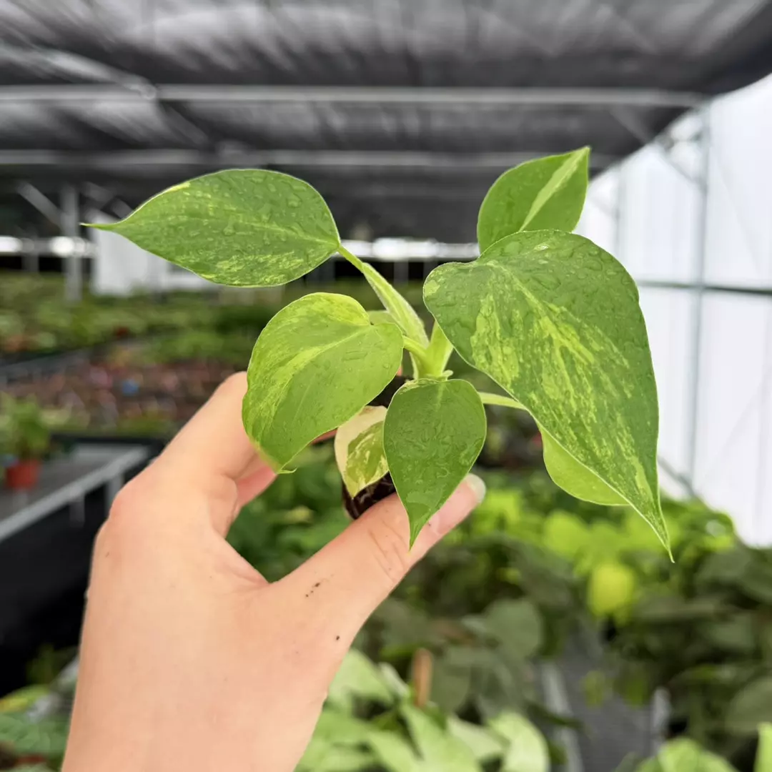Philodendron Warscewiczii Flavum Variegated Specific Starter Plant 9185 thumbnail