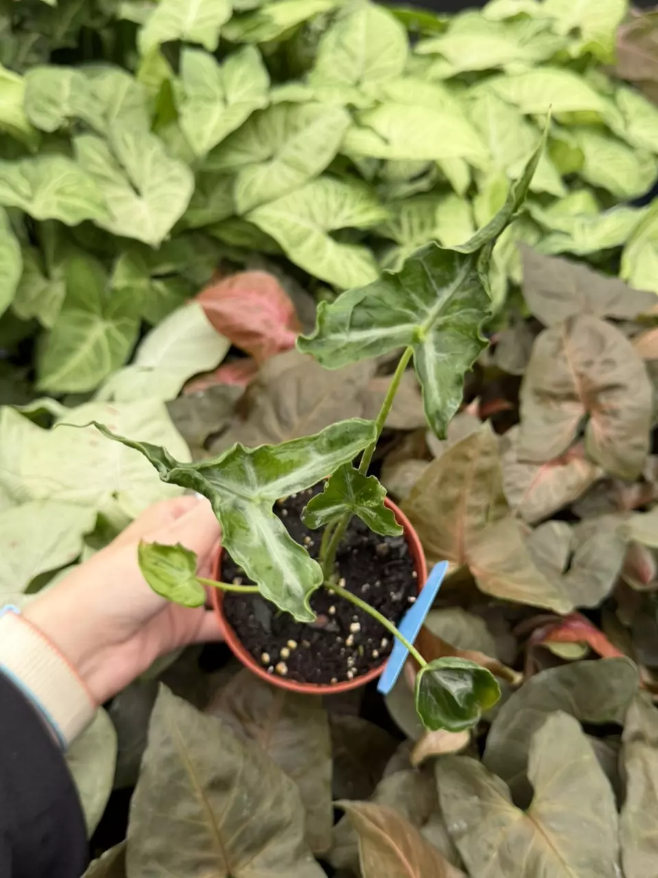 Alocasia Telletubies Specific 4” Pot 9326EMP | FF thumbnail