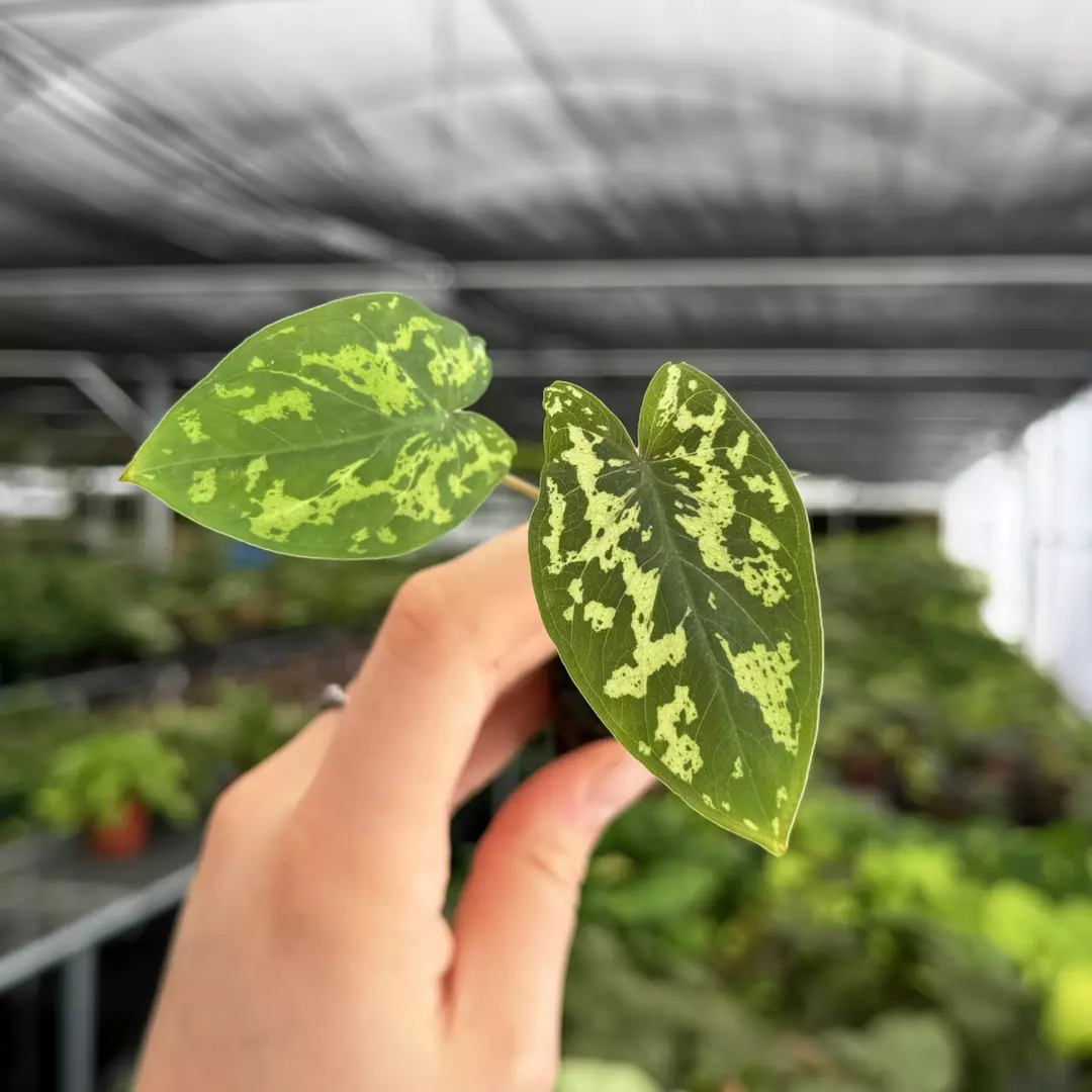 Alocasia Hilo Beauty Specific 4” Pot 9176ZSP | F | thumbnail