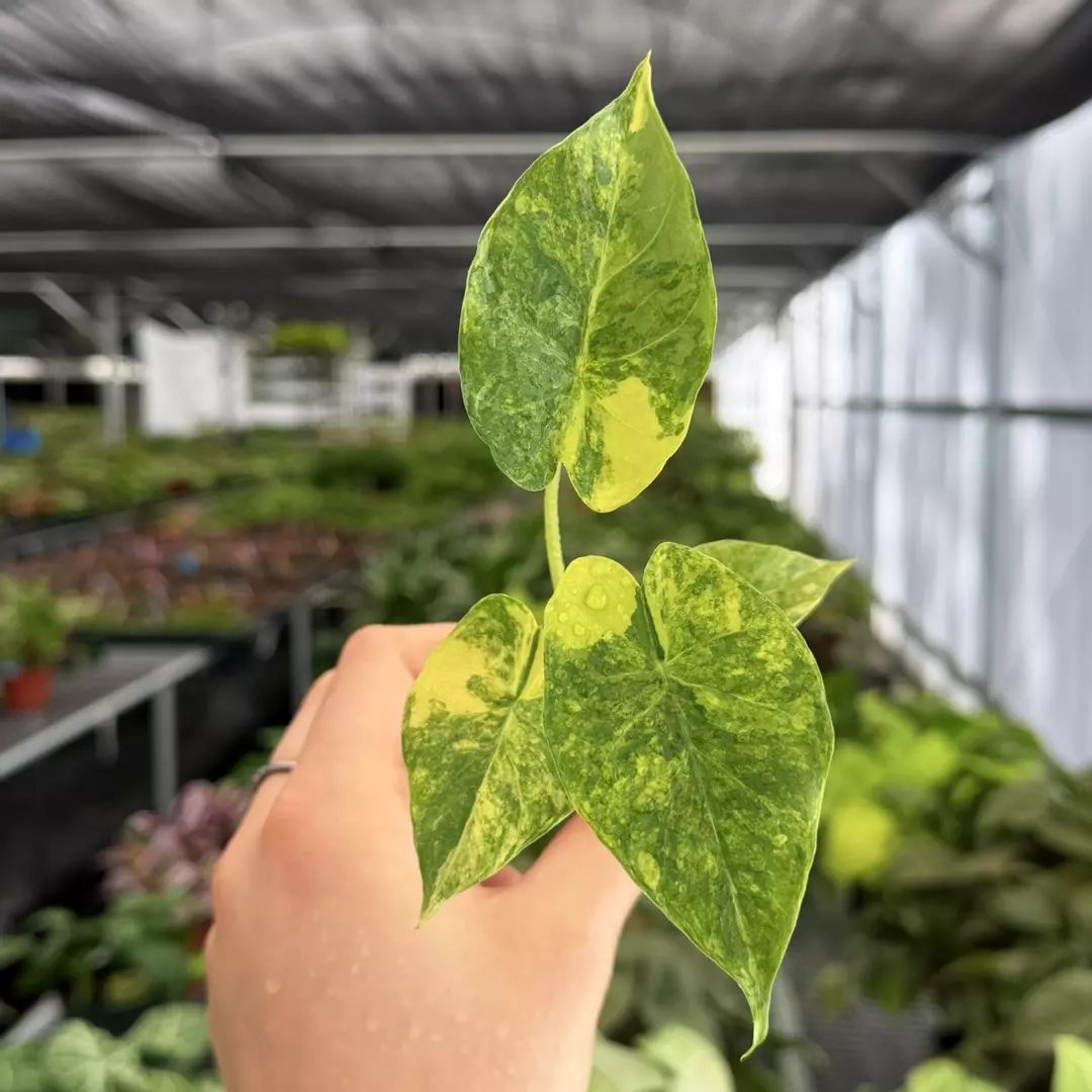 Alocasia Yellow V. Gageana Aurea Specific Starter Plant 9175ZSP | F | thumbnail
