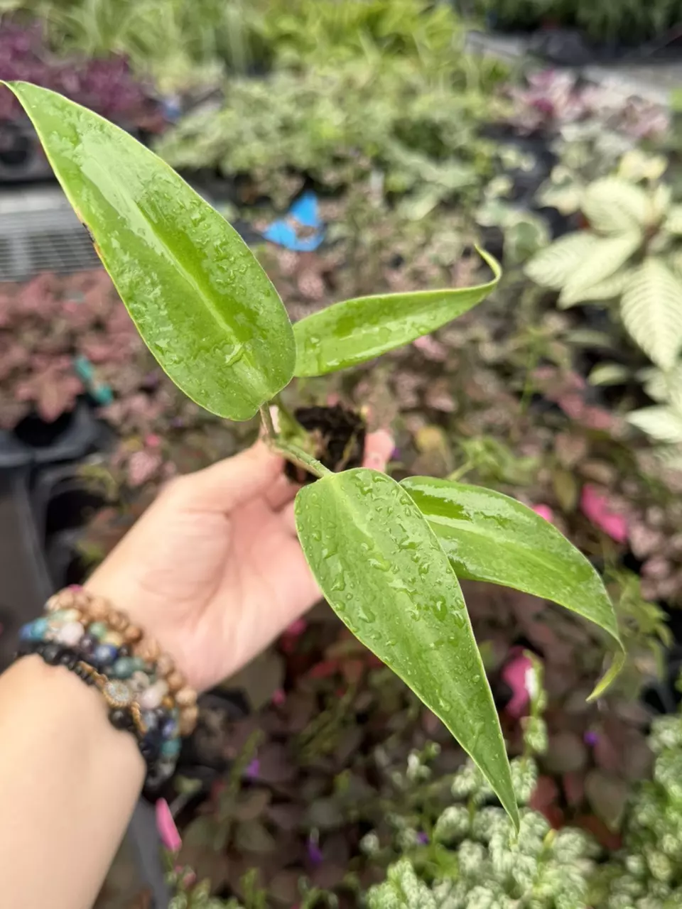 Monstera Burle Marx Flame Specific Starter 9411SMP | F thumbnail