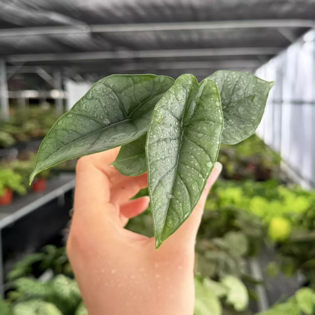 Alocasia Platinum Specific Starter Plant 9181ZSP | F | thumbnail