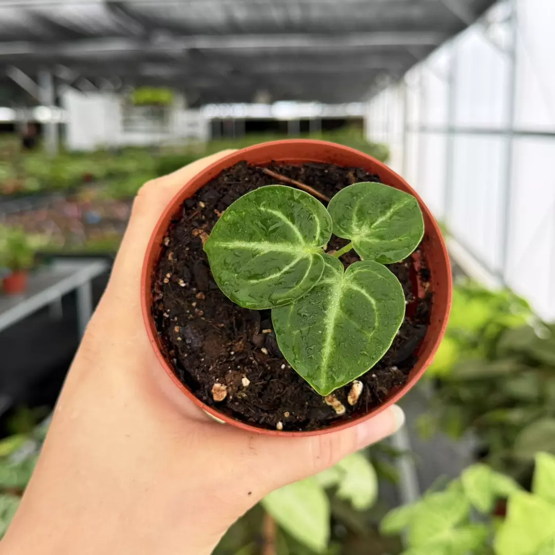 Anthurium Goliath x Hoffmanii Specific 4” Pot 9189ZSP | F | thumbnail
