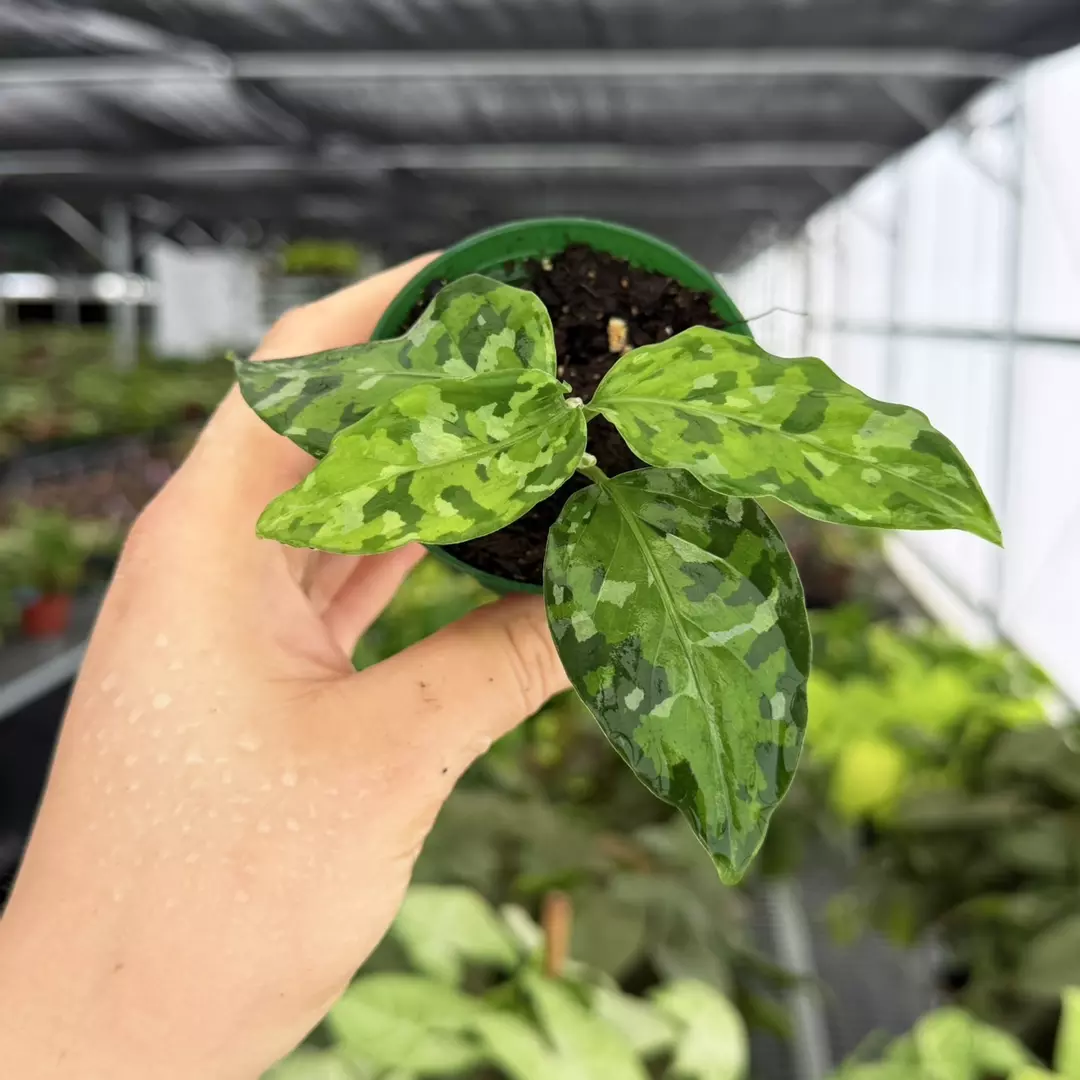 Aglaonema Pictum Tricolor Specific 3” Pot 9186ZSP | F | thumbnail
