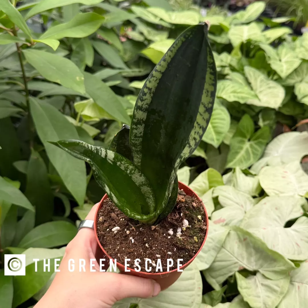 Sansevieria Whitney 4” Pot Growers Choice thumbnail