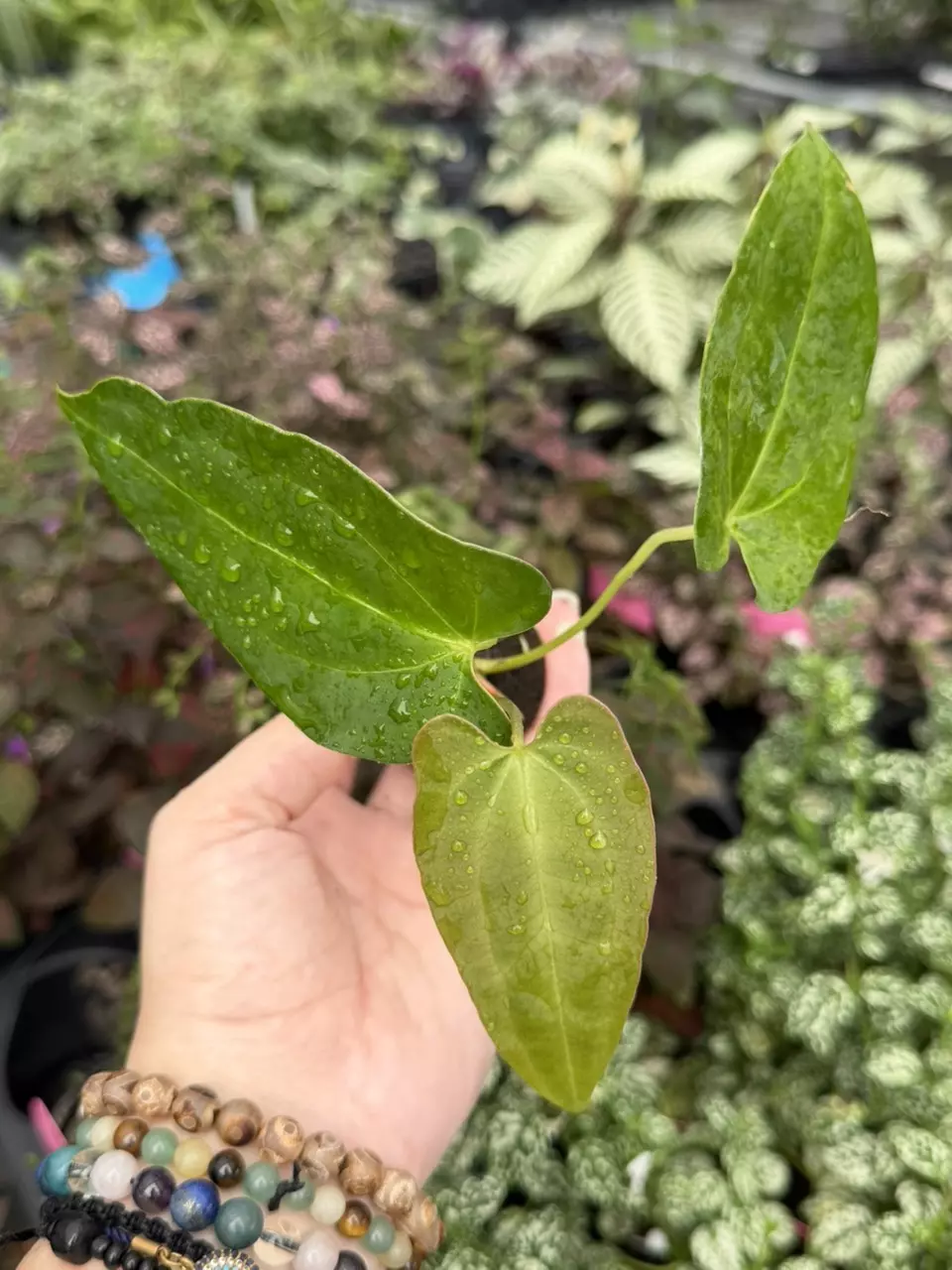 Anthurium DP x Xone Specific Starter 9409SMP thumbnail
