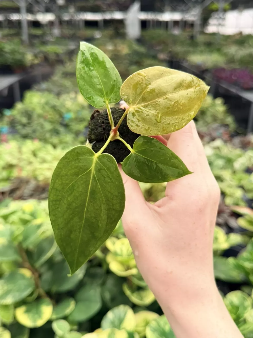 Anthurium Red Veil x Black Sweet Specific Starter 9502FEP | F thumbnail